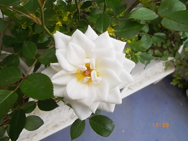 アイムーンの写真