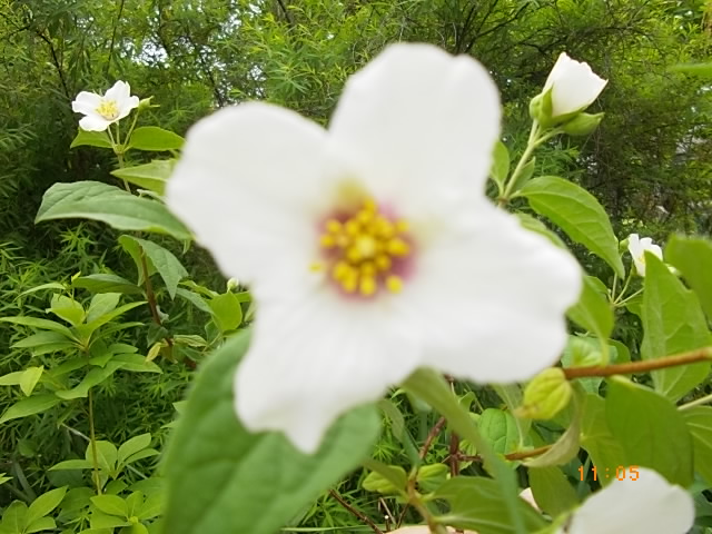 バイカウツギの写真
