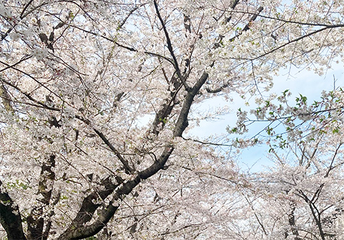 桜の写真