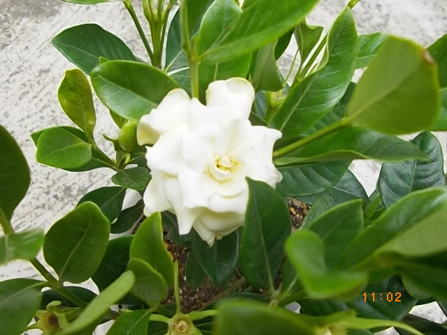 八重咲クチナシの写真