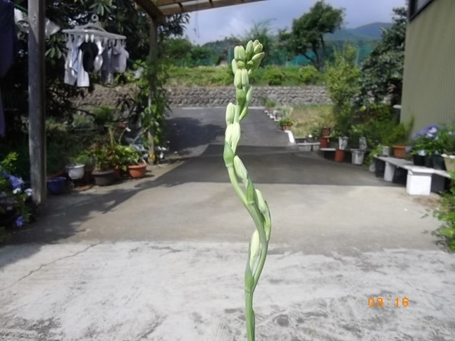 チューベローズの写真