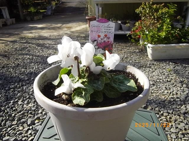 ガーデンシクラメンの写真