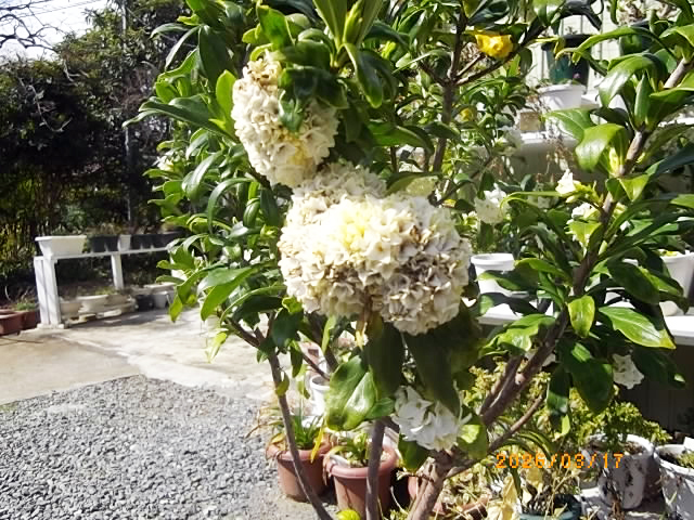 ジンチョウゲの写真