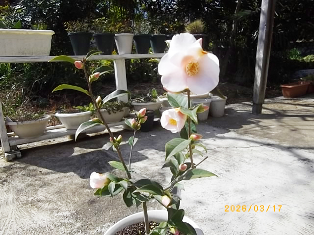 匂いツバキの写真