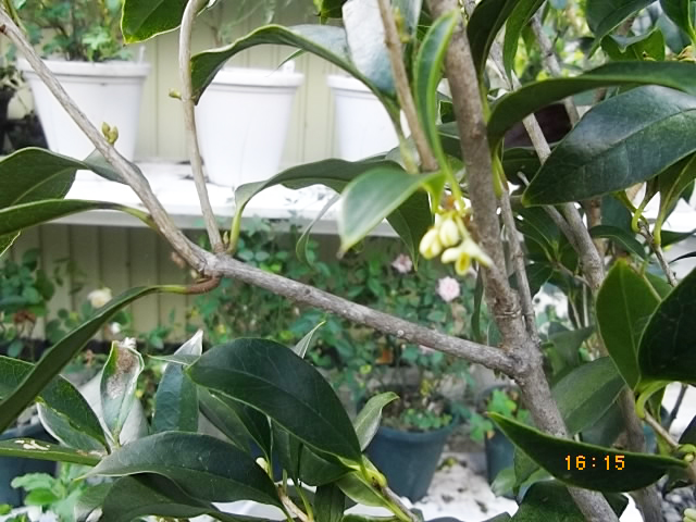 キンモクセイの写真