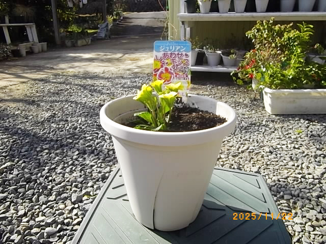 プリムラ ジュリアンの写真